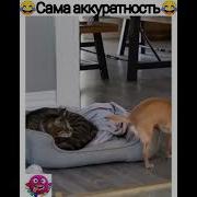 Малой Сама Аккуратность