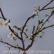 Сергей Грищук Моя Весна