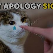 Cats Could Be Wrong