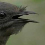 Amazing Bird Sounds From The Lyre Bird David Attenborough Bbc Wildlife