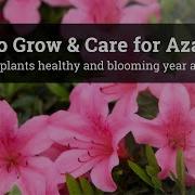 Hardy Azalea