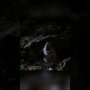 Аудикнига Хомячок На Лезвии
