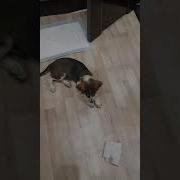 Кто Нассал Собака