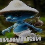 Шайлушай На Английском