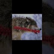 Считалочка Алисы