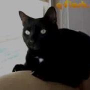Кот Которого Тошнит