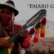 Pajaro Chogui Charango Quena Y Zampoña