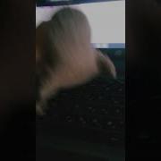 Внимание На Вашим Компьютере Обнаружена Папки Дети Стреляй