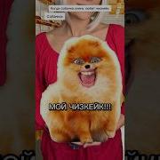 Собака И Чизкейк Julia Fun