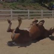 Видео Из 100500 Эпизод 382 Пердоконь