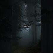 Не Ходи В Лес 2 Января