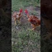 Кури І Півні Співають
