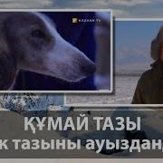 Құмай Тазы Күшік Тазыны Ауыздандыру