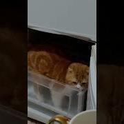 Котик В Морозилке