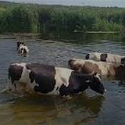 Гурт Ішли Воли Корови Із Діброви