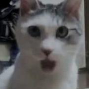 Удивленный Кот