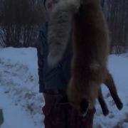Охота На Зайца С Русской Гончей Добытая Лиса И Поздравления С Новым Годом