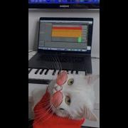 Кошка Софа Записала Трек