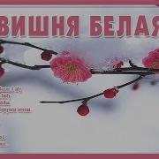 Вишня Белая Красивая Песня О Любви