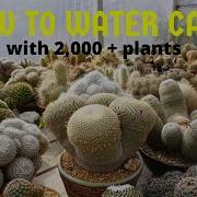Quest Cactus