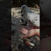 Стая Голубей Прикол Про Голубей