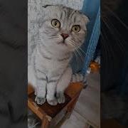 Кошечка Гламурная