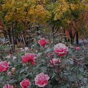 Осенняя Роза Афанасий Фет