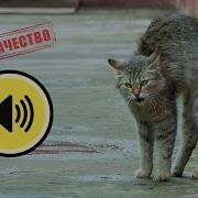 Кот Злится И Орет