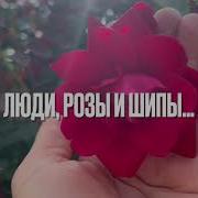 Розы И Шипы