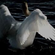 Accept Swan Lake Suite