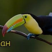 Животные Южный Америки Звки