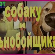 Анекдот Про Собаку И Дальнобойщика