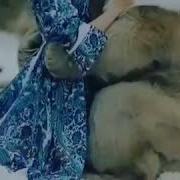 Ошикам Карди Холи Дило Бад Карди