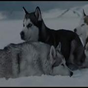 The More I Learn About People The More I Love Dogs Eight Below Music Enigma Moment Of Peace