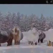 Якутские Лошади С Песней Про Табунщика