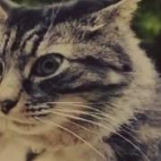 Кот Джентельмены Удачи