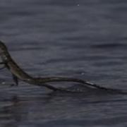 Basilisk