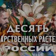 Носаль Лекарственные Травы