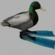 Утка Кружится Под Битбокс Duck Rotating Under Beatbox