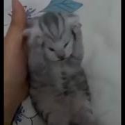 Кот Кричит Оригинал Мем Из Тик Тока