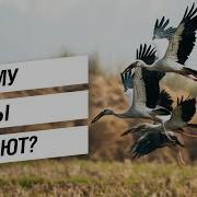 Улетают Птицы Улетают