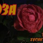 Эдуард Хуснутдинов Роза