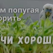 Попугай Ричи Говорит