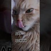 Какой Я Красивый Прикол