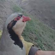 Голос Кеклика Для Охота