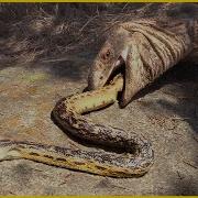 15 Moments When Snakes Messed With The Wrong Opponents The Brilliant