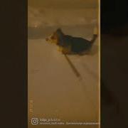 Когда Человек Заводит Собаку