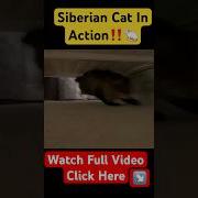 Siberian Mouse