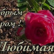 Красивые Пожелания С Добрым Утром Любимой Видео Открытка С Добрым