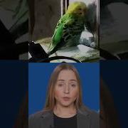 Попугай Молится Отче Наш Господи Помилуй